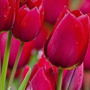 Meet your Posher, Bianca